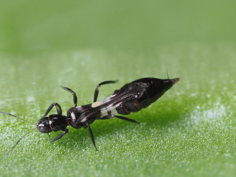 Franklinothrips vespiformis adult