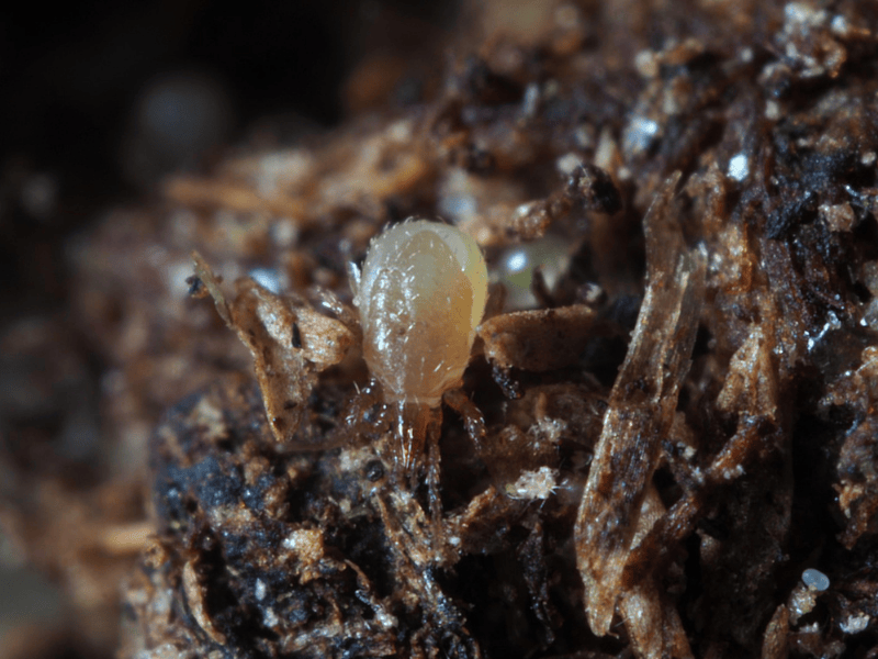 Hypoaspis Miles adult on a dark, textured surface