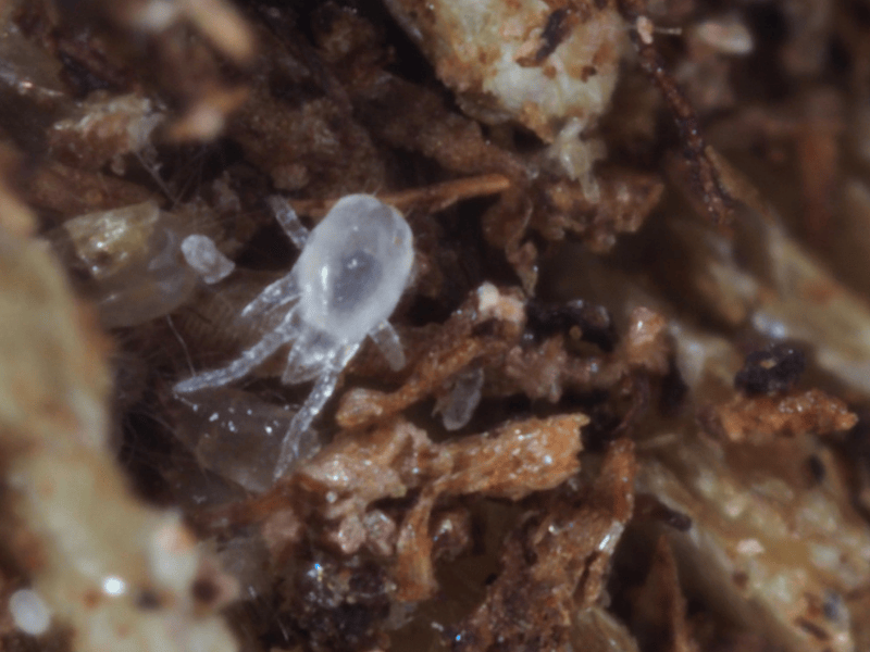 Hypoaspis miles larva on a brown surface