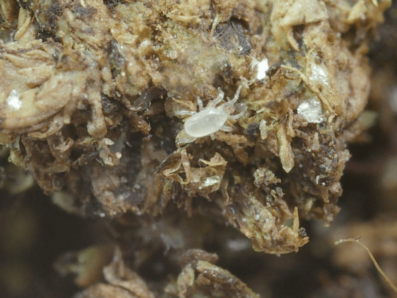 Hypoaspis Miles nymph on a textured brown surface