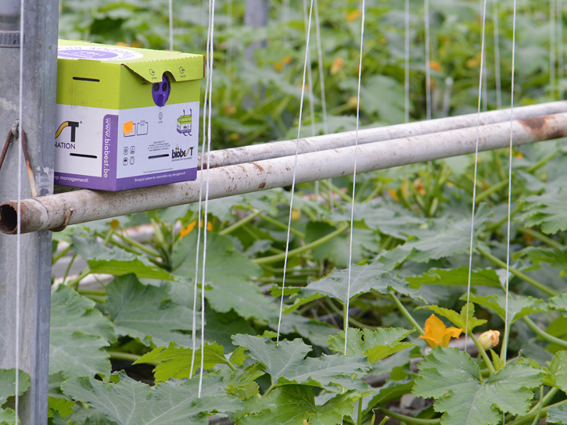 Standard Hummelkasten