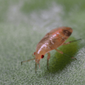 Orius laevigatus nymph on a green leaf