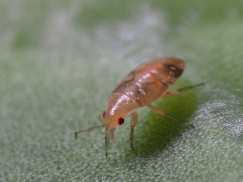 Orius laevigatus nymph on a green leaf