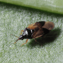 Orius laevigatus adult on a green leaf