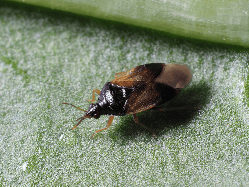 Orius laevigatus adult on a green leaf