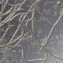 Microscopic view of Phasmarhabditis Hermaphrodita