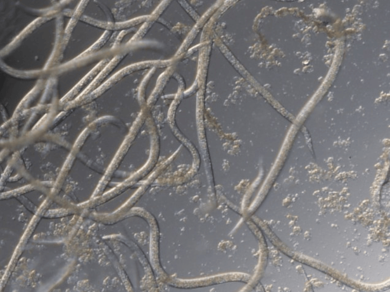 Microscopic view of Phasmarhabditis Hermaphrodita