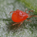 Phytoseiulus Persimilis adult on a green leaf