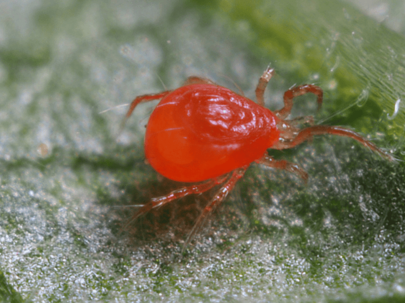 Phytoseiulus Persimilis adult on a green leaf