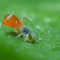 Close-up of a Phytoseiulus Persimilis adult feeding on spidermite on a green leaf