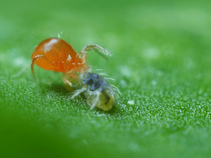 Close-up of a Phytoseiulus Persimilis adult feeding on spidermite on a green leaf
