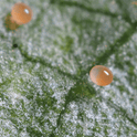Phytoseiulus Persimilis egg on a green leaf with a close-up view