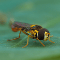 Close-up of a hoverfly Sphaerophoria-rueppellii adulton a green surface