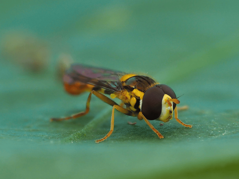 Close-up of a hoverfly Sphaerophoria-rueppellii adulton a green surface