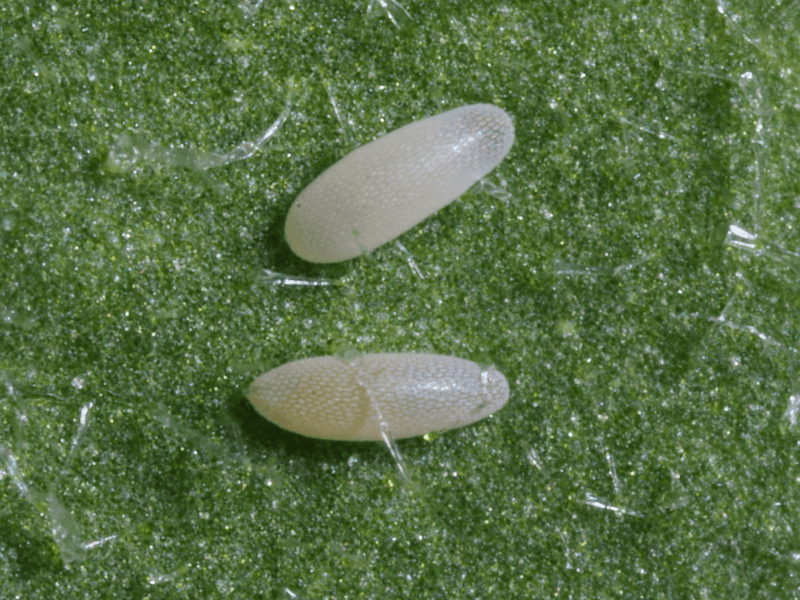 Sphaerophoria rueppellii eggs on a green leaf