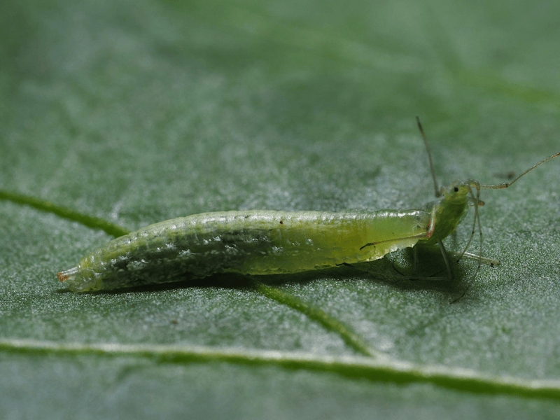 Sphaerophoria rueppellii larva and aphid on a leaf with a close-up view
