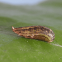 Sphaerophoria rueppellii pupa on a green leaf