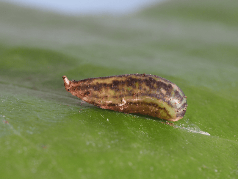 Sphaerophoria rueppellii pupa on a green leaf