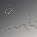 Microscopic view of Steinernema Feltiae