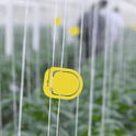 Yellow signal clip in pepper crops